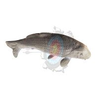 3D Carp (Karpfen)