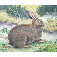 Tierbild Kaninchen JVD gallery